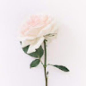 Meet your Posher, Jojo